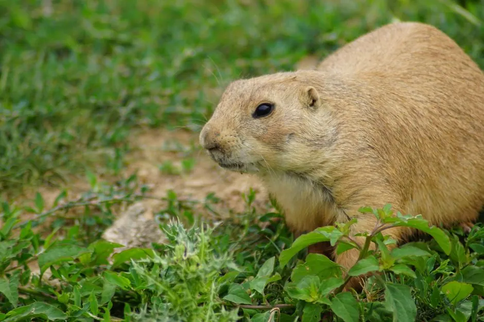 Gopher and Ground Squirrel Control