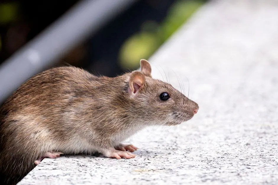 Rodent Control Arcadia serving Arcadia, California